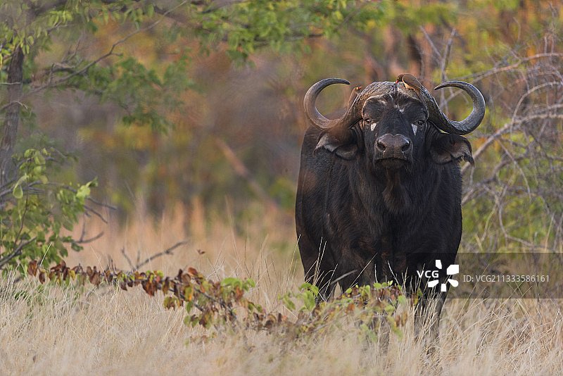 非洲水牛（Syncerus Caffer）与红喙牛椋鸟（Buphagus erythrorhynchus），位于南非克鲁格国家公园的热带稀树草原图片素材