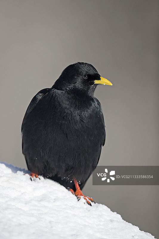 瑞士阿尔卑斯山上雪地里的阿尔卑斯秃鼻鸦图片素材