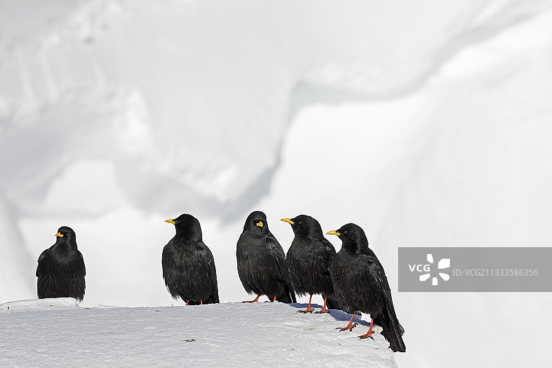 瑞士阿尔卑斯山上雪地里的阿尔卑斯秃鼻鸦图片素材