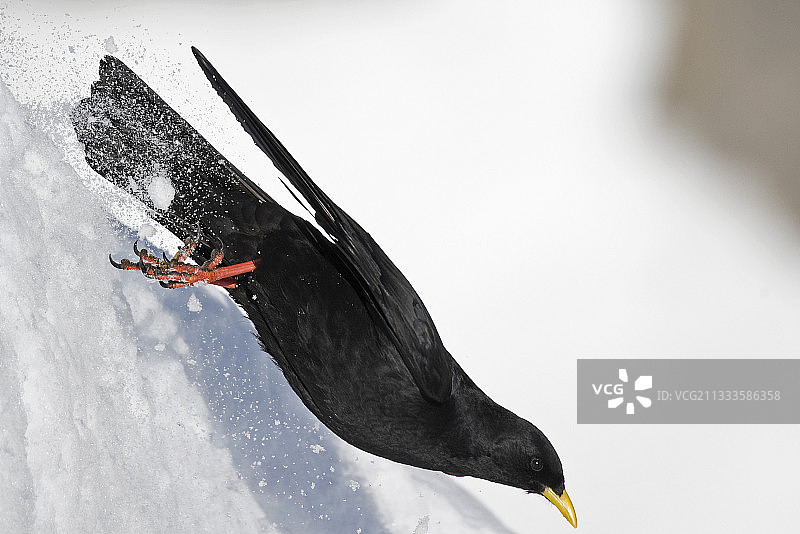 阿尔卑斯山鸦飞离雪地，阿尔卑斯山，瑞士图片素材