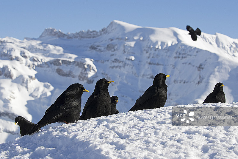 瑞士阿尔卑斯山上雪地里的阿尔卑斯秃鼻鸦图片素材