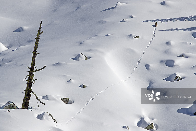冬季雪地里行走的红狐（瑞士瓦莱州阿尔卑斯山）图片素材