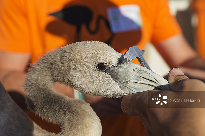 大红鹳体检和环志过程，西班牙安达卢西亚图片素材