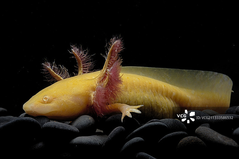 黑色背景下的墨西哥钝口螈图片素材