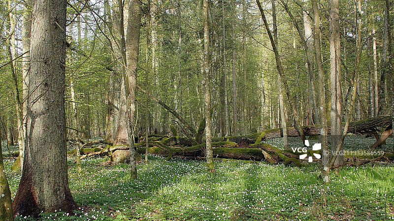 春季的灌木丛，比亚沃韦扎森林，波兰图片素材