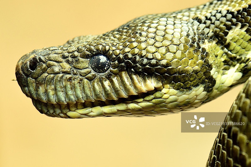 马达加斯加树蚺图片素材