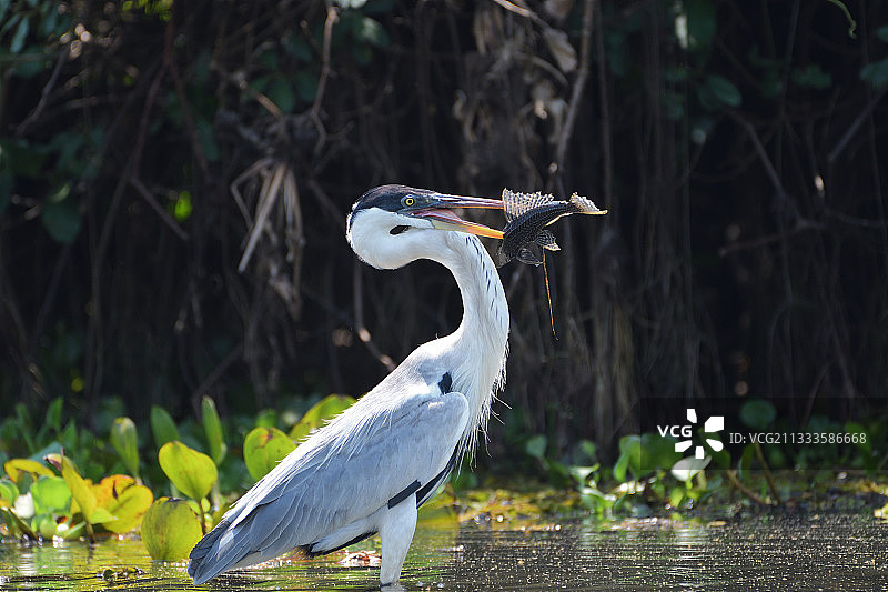 巴西潘塔纳尔湿地的白鹭及其猎物图片素材