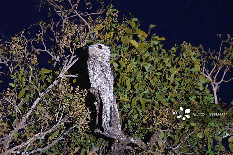 夜间栖息于树枝上的大林鸱，巴西潘塔纳尔图片素材