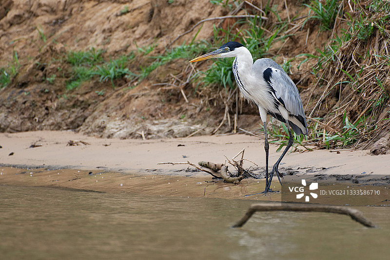 巴西潘塔纳尔湿地河岸上的苍鹭图片素材