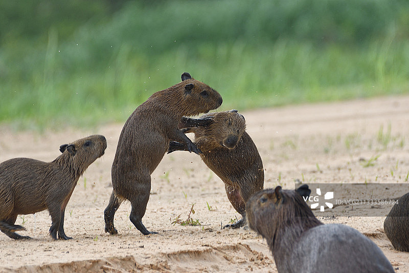 小水豚（Hydrochoerus hydrochaeris）嬉戏，巴西潘塔纳尔图片素材