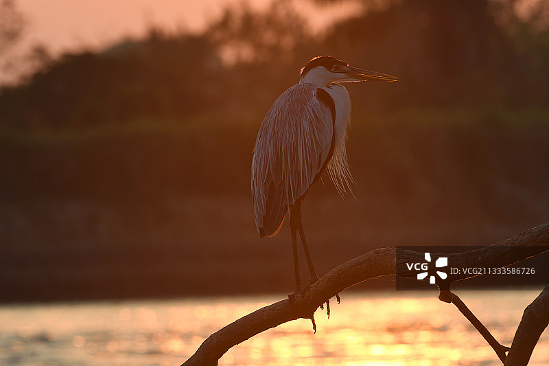 巴西湿地夕阳下的苍鹭图片素材