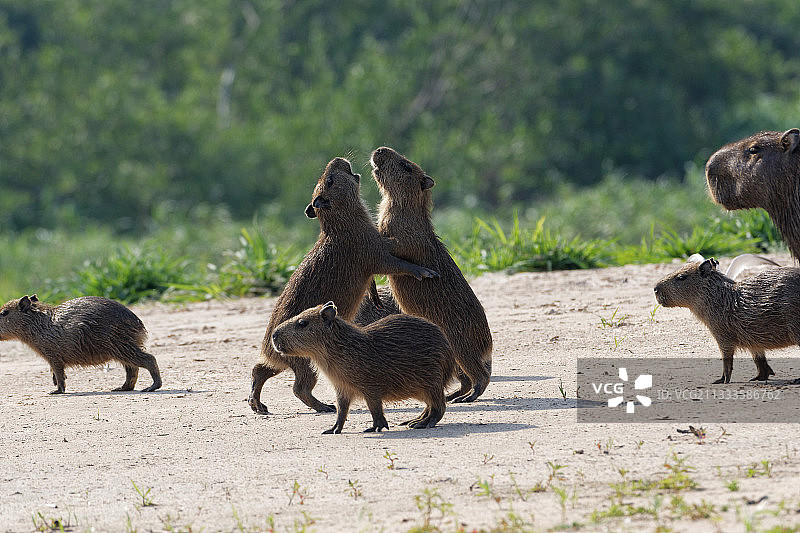 小水豚（Hydrochoerus hydrochaeris）嬉戏，巴西潘塔纳尔图片素材