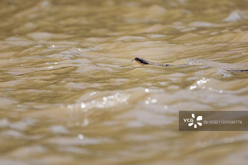 巴西潘塔纳尔水中的假水眼镜蛇图片素材