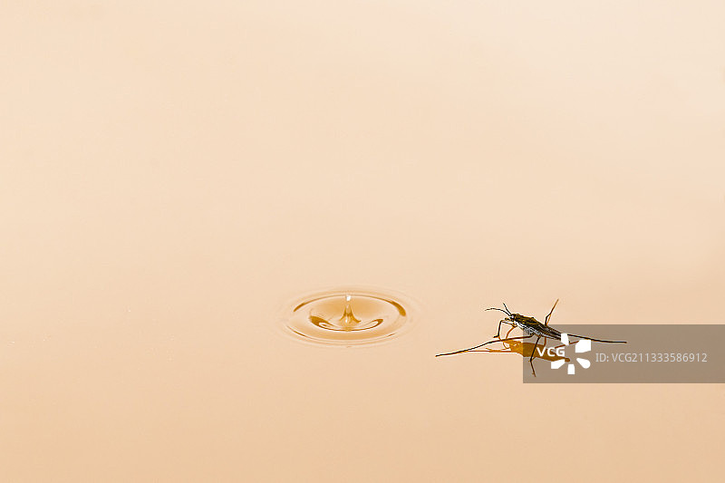 法国阿尔萨斯池塘上的水黾和水滴图片素材