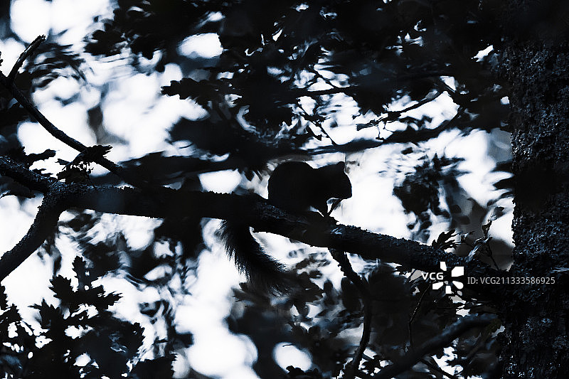 红松鼠（Sciurus vulgaris），树上逆光，法国阿尔萨斯图片素材