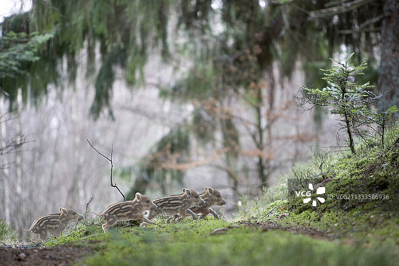 法国多勒河谷欧亚野猪幼崽在灌木丛中图片素材