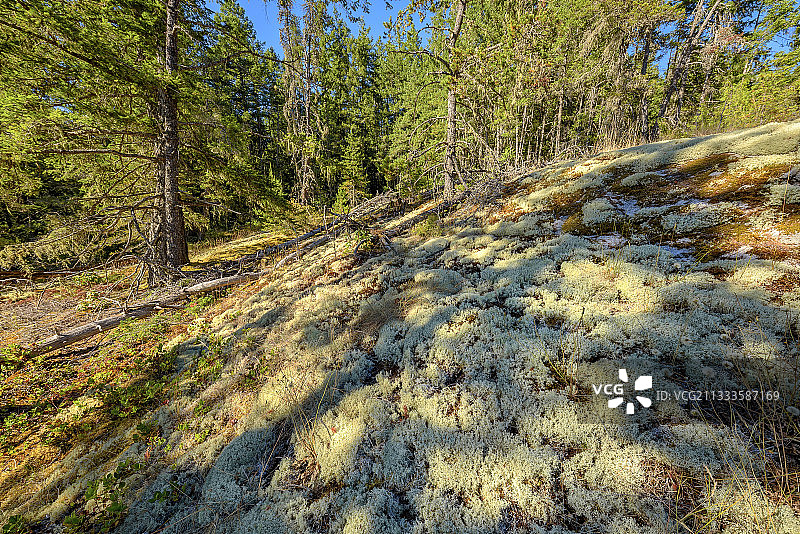 地衣覆盖的土壤（棒状枝衣）图片素材
