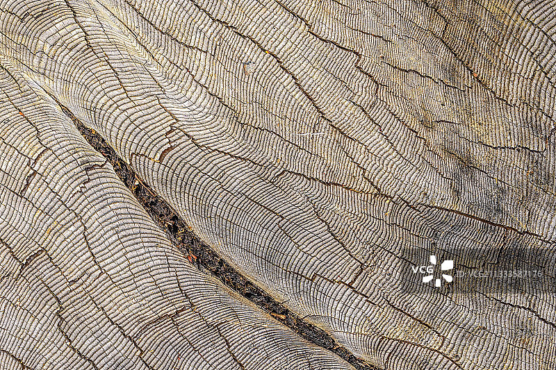 伐木区花旗松树桩，近加拿大不列颠哥伦比亚省温哥华岛阿凡达树丛图片素材