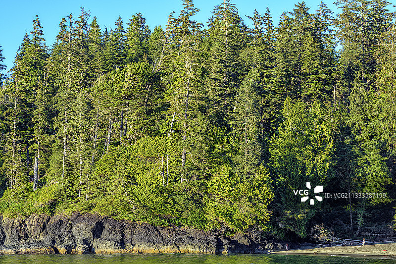 太平洋沿岸的巨型针叶树:由于全年气候温和(几乎持续生长),铁杉、西部红雪松和太平洋银冷杉在这里达到了惊人的尺寸。太平洋边缘,托菲诺南部,温哥华岛,不列颠哥伦比亚省,加拿大图片素材