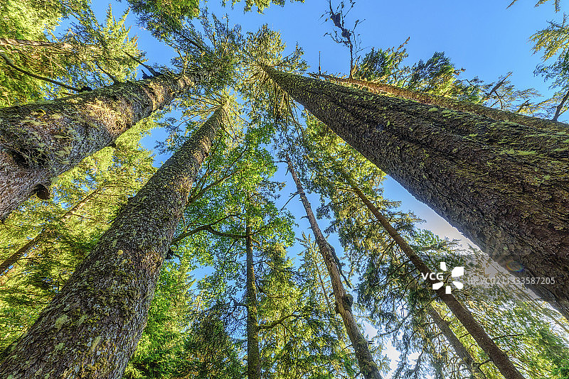 温哥华岛雨林中的锡特卡云杉图片素材