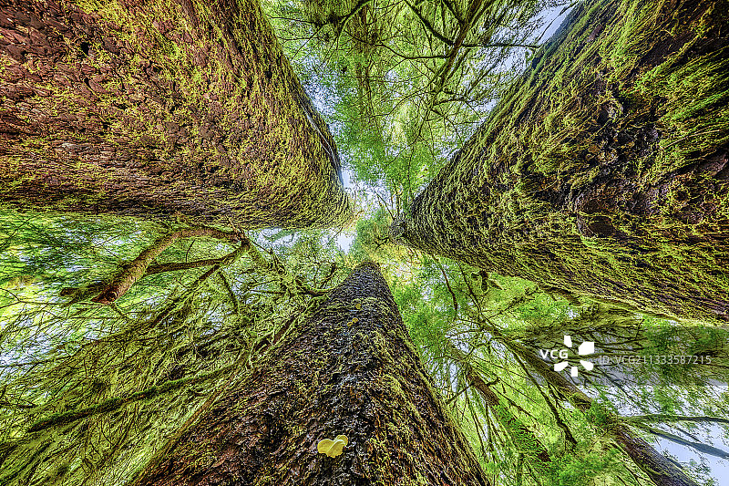温哥华岛雨林中的锡特卡云杉图片素材