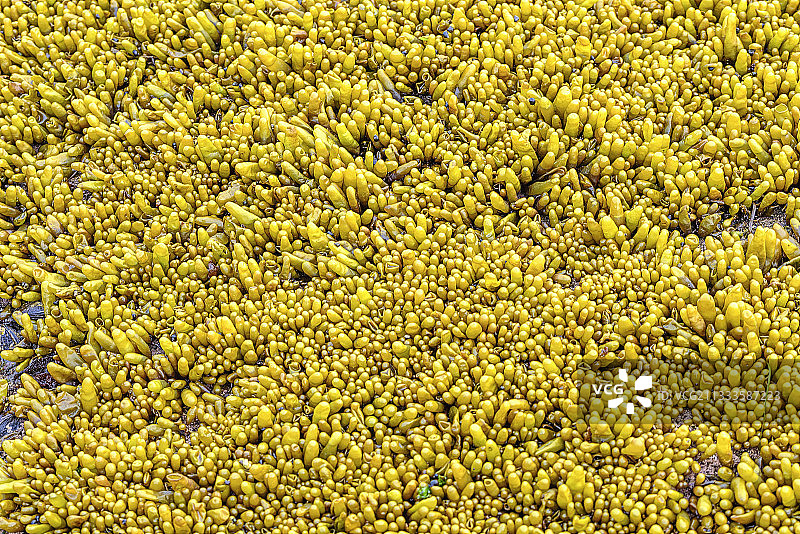 刺海气球（Soranthera ulvoidea），植物海滩省立公园，温哥华岛，不列颠哥伦比亚省，加拿大图片素材