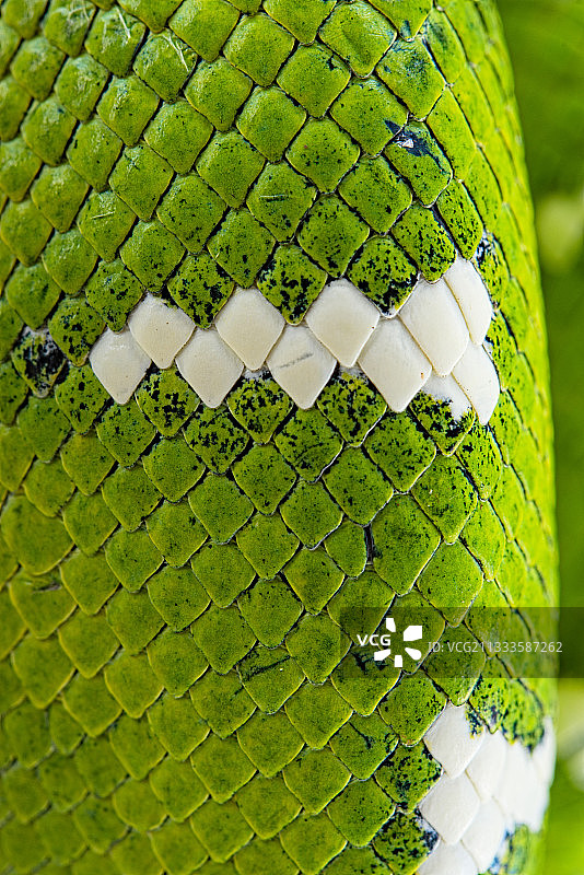 翠绿树蟒鳞片图片素材