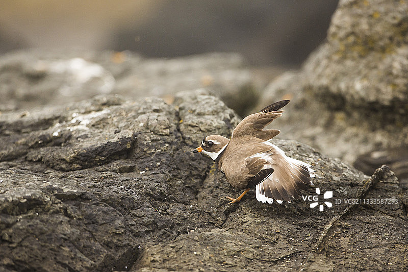 冰岛环颈鸻（Charadrius hiaticula）图片素材