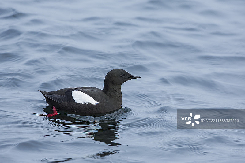 冰岛弗拉泰岛水面上的海鸽图片素材