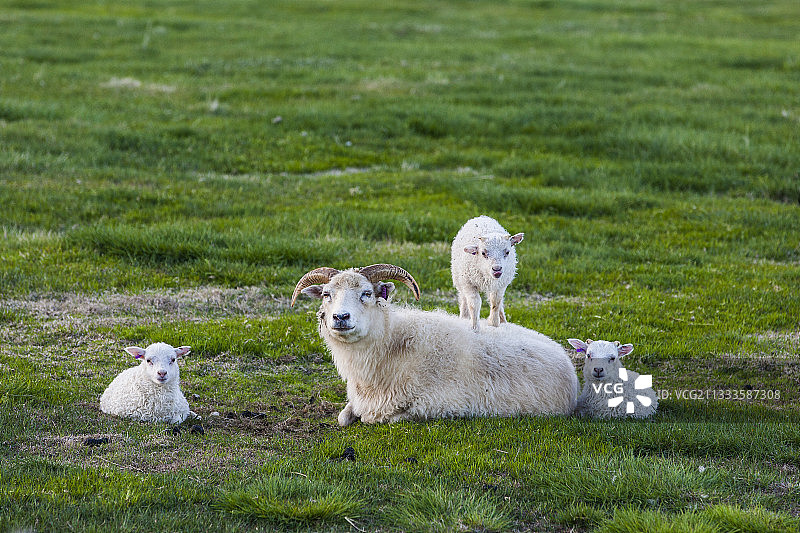冰岛绵羊在弗拉泰伊岛上玩耍图片素材