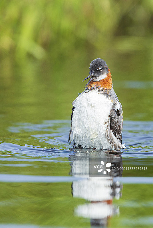 红颈瓣足鹬，弗拉泰伊岛，冰岛图片素材