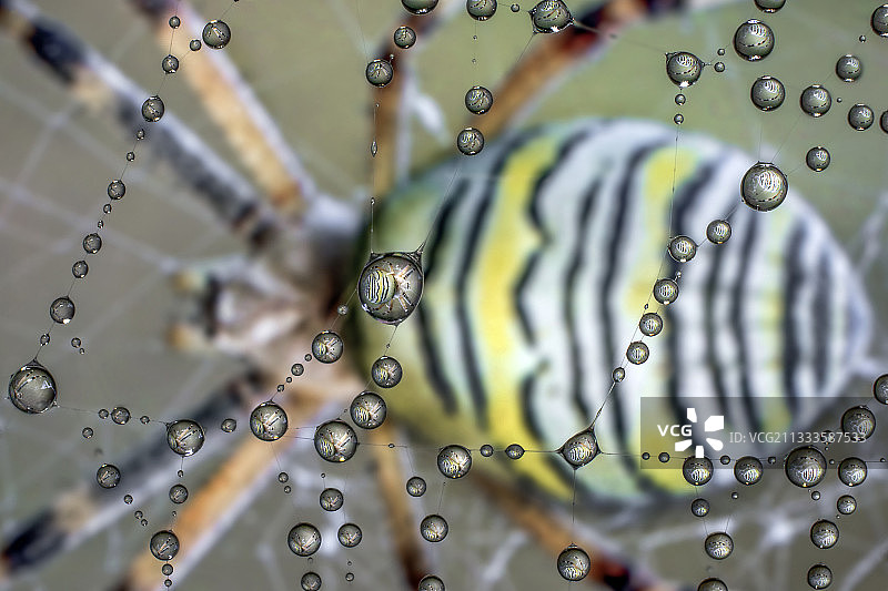 结网上的露珠中反射的黄蜂蜘蛛（Argiope bruennichi），意大利雷焦艾米利亚卢扎拉图片素材