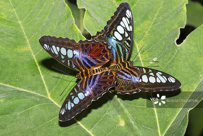 翠袖蝶在树叶上交配，原产于婆罗洲，法国蝴蝶馆图片素材