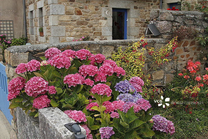 法国布列塔尼洛吉维德拉梅尔盛开的绣球花图片素材