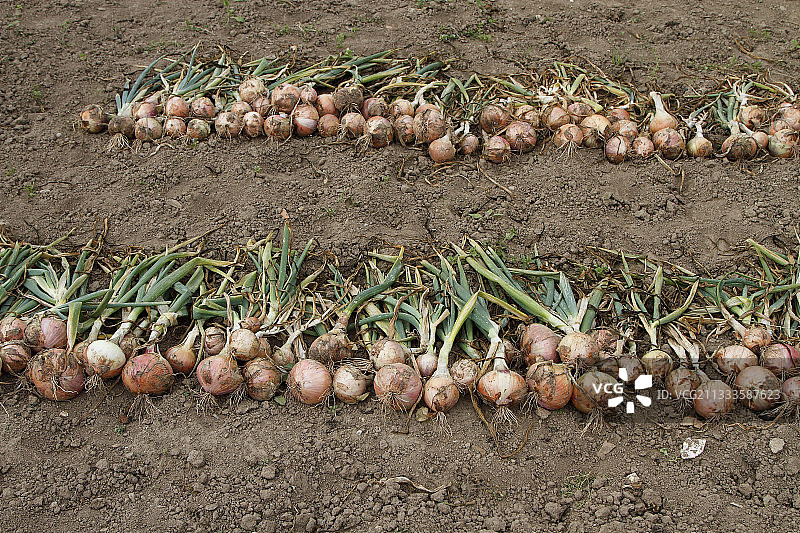 法国布列塔尼圣波尔-德-莱昂新收获的洋葱图片素材