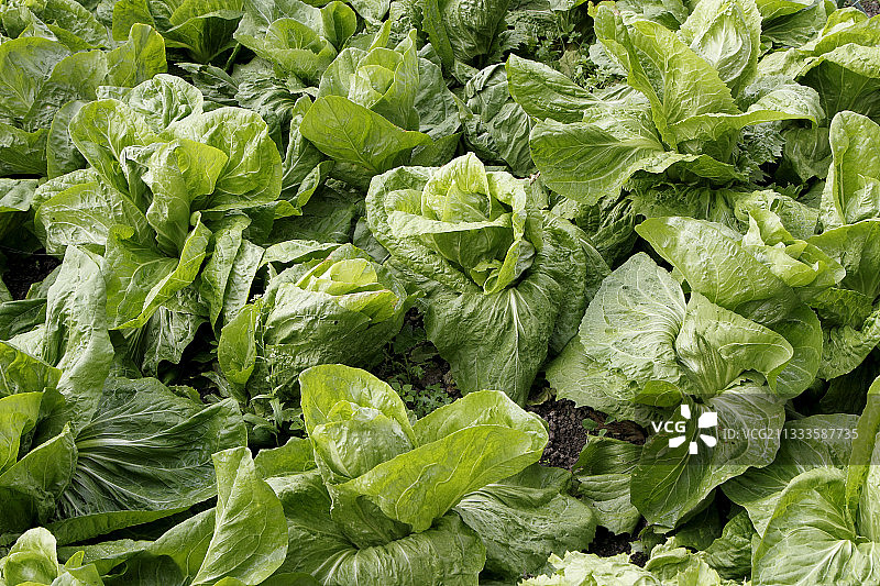 法国诺曼底糖loaf菊苣沙拉图片素材
