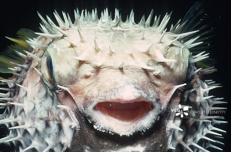 中国，夜晚膨胀的长刺豚图片素材