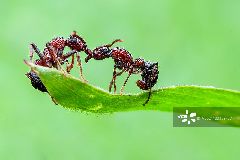 一只蚂蚁帮助另一只蚂蚁（双色猛蚁）在草叶上图片素材