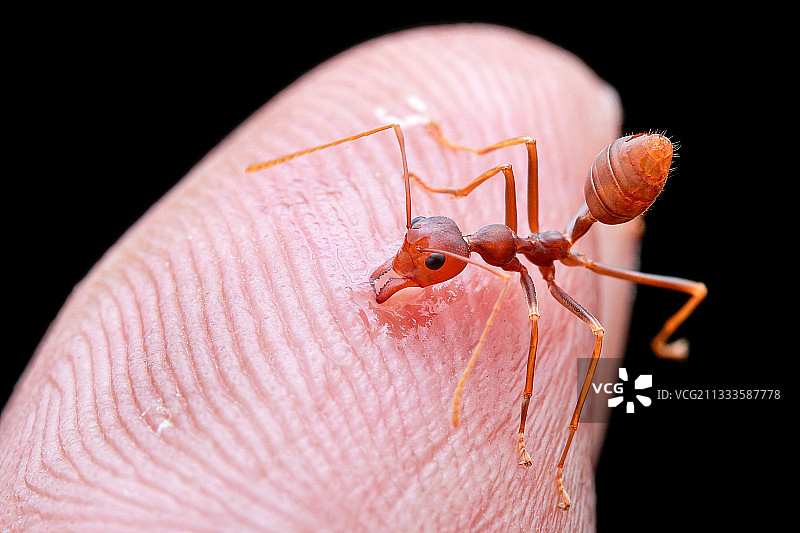 被织叶蚁（Oecophylla smaragdina）咬伤图片素材