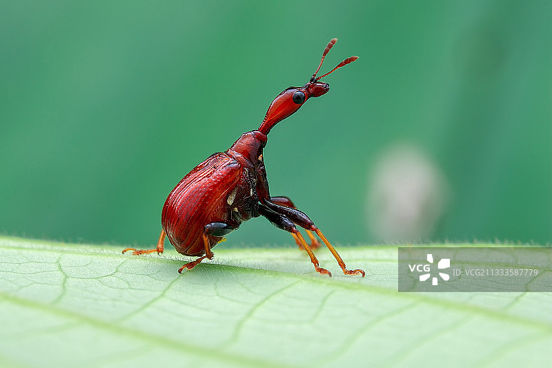 短颈雌性长颈卷叶象鼻虫图片素材