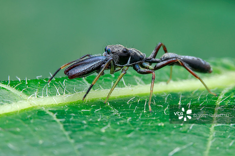 雄性蚁蛛在绿叶上图片素材