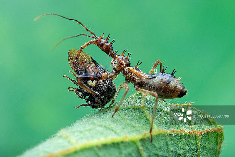 刺客臭虫（猎蝽科）捕食带角的角蝉（Membracidae）图片素材