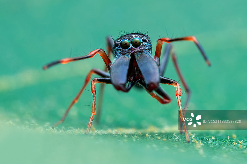 雄性拟蚁跳蛛肖像图片素材