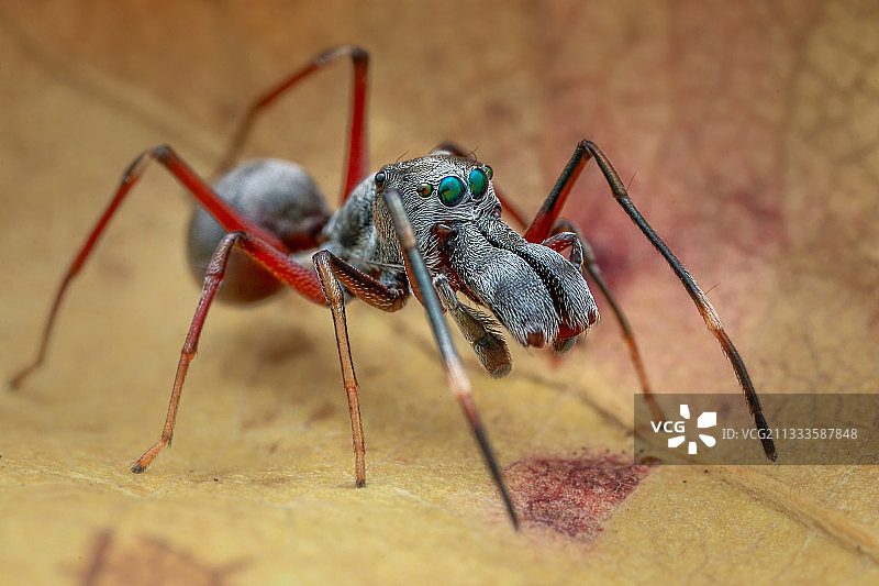 一种雄性蚁蛛图片素材