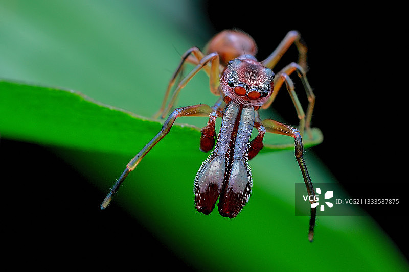 雄性蚁蛛图片素材