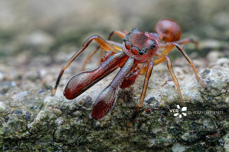 雄性蚁蛛图片素材