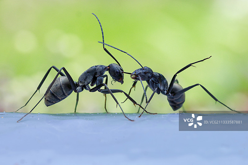 弓背蚁拉扯同类触角图片素材