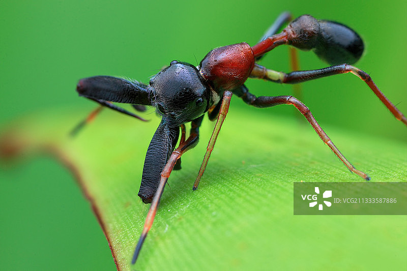 雄性蚁蛛图片素材