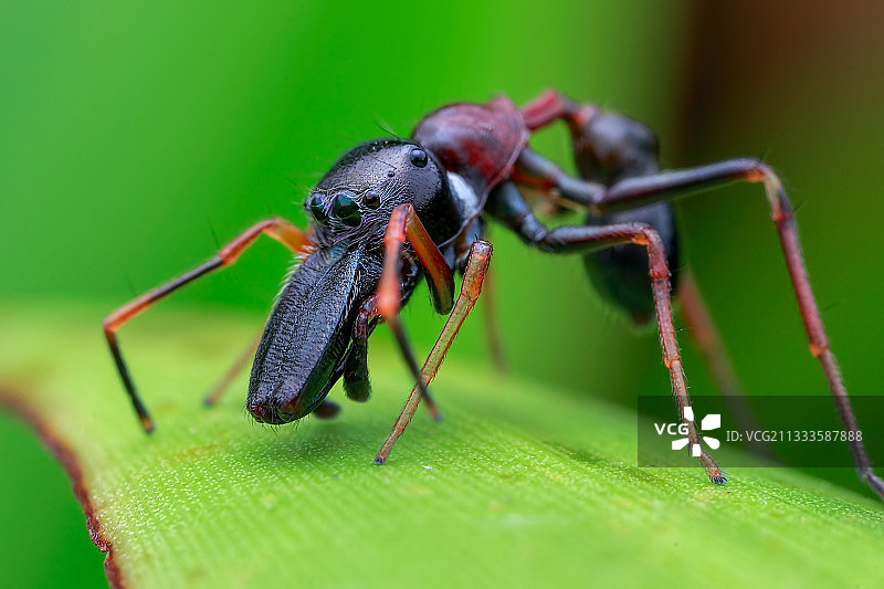 雄性蚁蛛图片素材