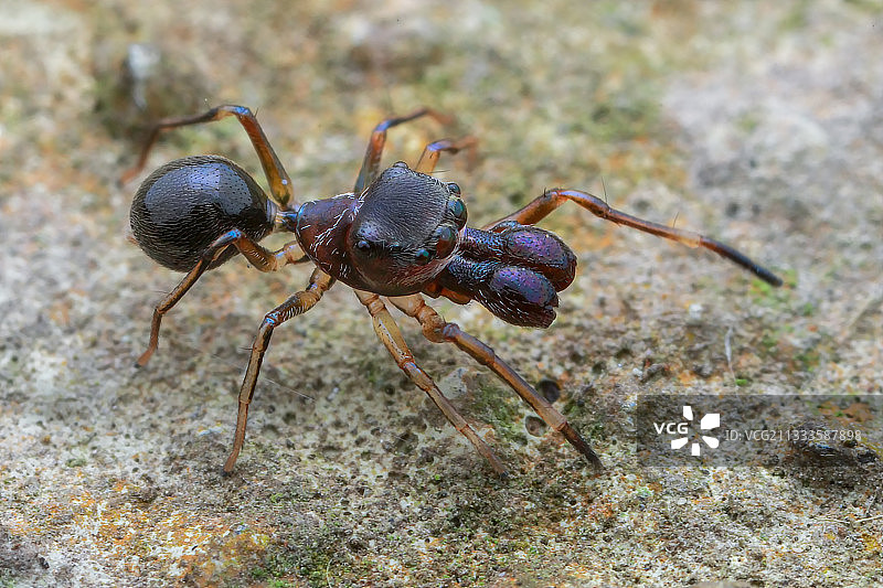 雄性蚁蛛高角度照片图片素材